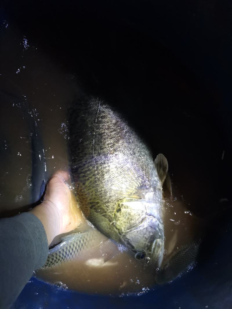 大规格桂花鱼