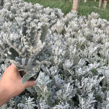 银叶菊盆栽芙蓉菊绿植花苗客厅室内办公室观叶植物净化空气