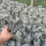银叶菊盆栽芙蓉菊绿植花苗客厅室内办公室观叶植物净化空气