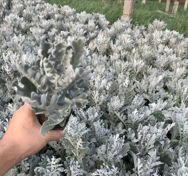银叶菊盆栽芙蓉菊绿植花苗客厅室内办公室观叶植物净化空气