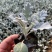 银叶菊盆栽芙蓉菊绿植花苗客厅室内办公室观叶植物净化空气