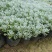 银叶菊盆栽芙蓉菊绿植花苗客厅室内办公室观叶植物净化空气