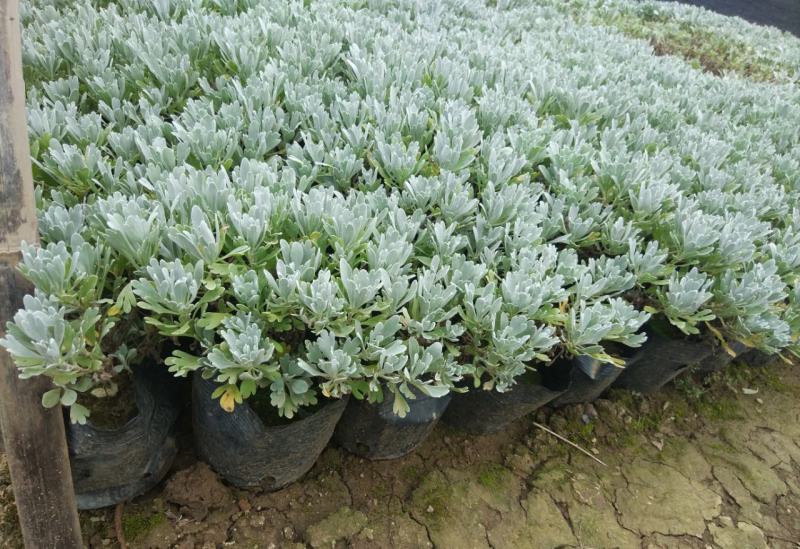 银叶菊盆栽芙蓉菊绿植花苗客厅室内办公室观叶植物净化空气