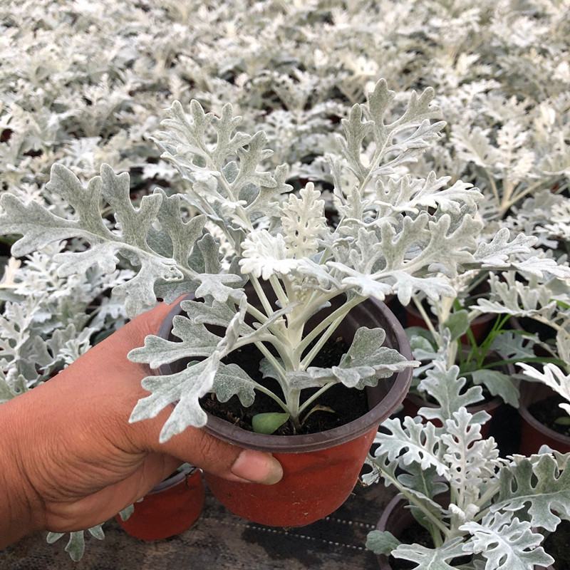 银叶菊盆栽芙蓉菊绿植花苗客厅室内办公室观叶植物净化空气
