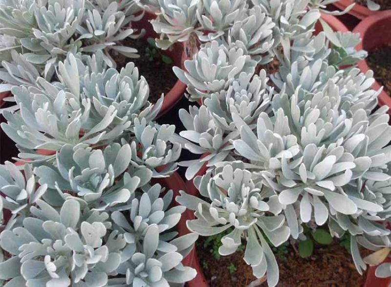 银叶菊盆栽芙蓉菊绿植花苗客厅室内办公室观叶植物净化空气