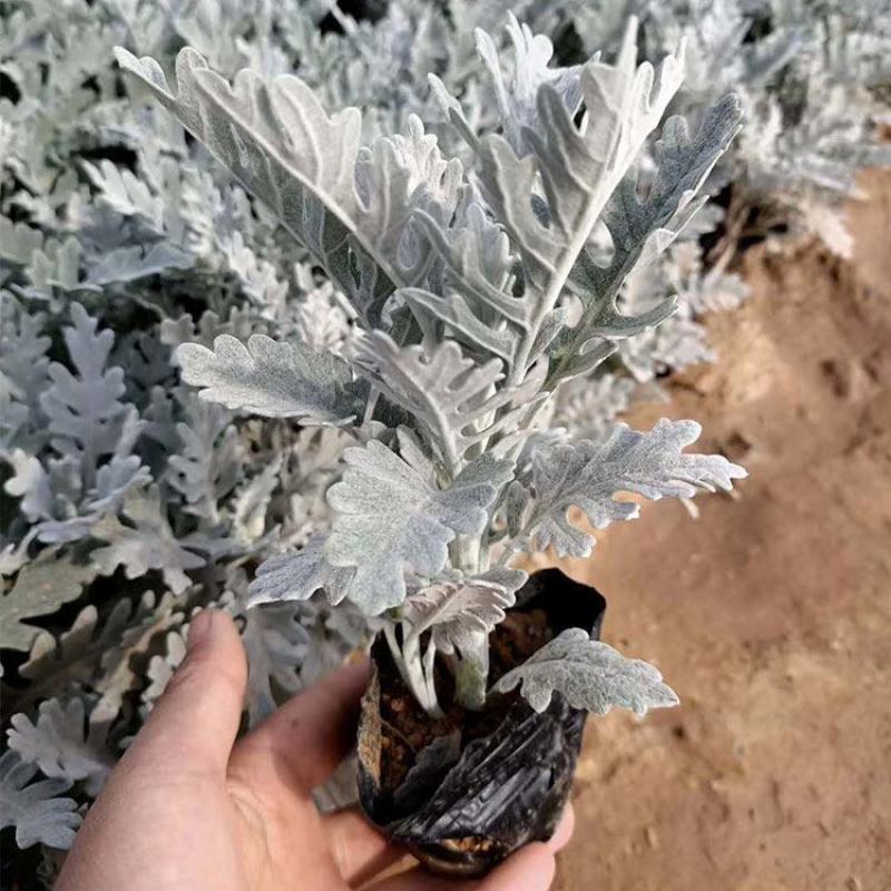 银叶菊盆栽芙蓉菊绿植花苗客厅室内办公室观叶植物净化空气