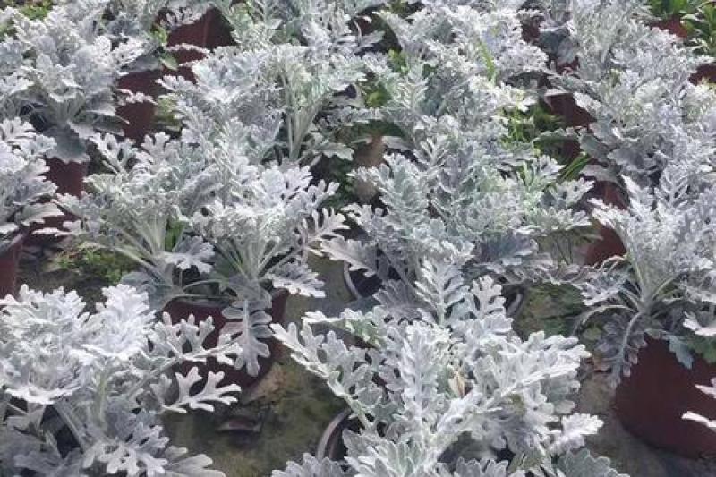 银叶菊盆栽芙蓉菊绿植花苗客厅室内办公室观叶植物净化空气