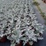 银叶菊盆栽芙蓉菊绿植花苗客厅室内办公室观叶植物净化空气