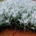 银叶菊盆栽芙蓉菊绿植花苗客厅室内办公室观叶植物净化空气