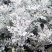 银叶菊盆栽芙蓉菊绿植花苗客厅室内办公室观叶植物净化空气