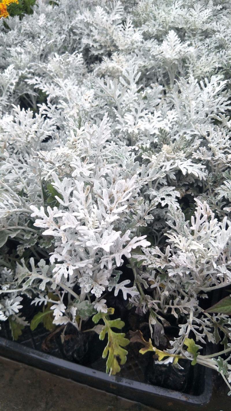 银叶菊盆栽芙蓉菊绿植花苗客厅室内办公室观叶植物净化空气