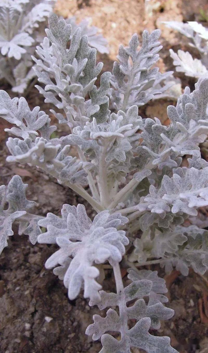 银叶菊盆栽芙蓉菊绿植花苗客厅室内办公室观叶植物净化空气