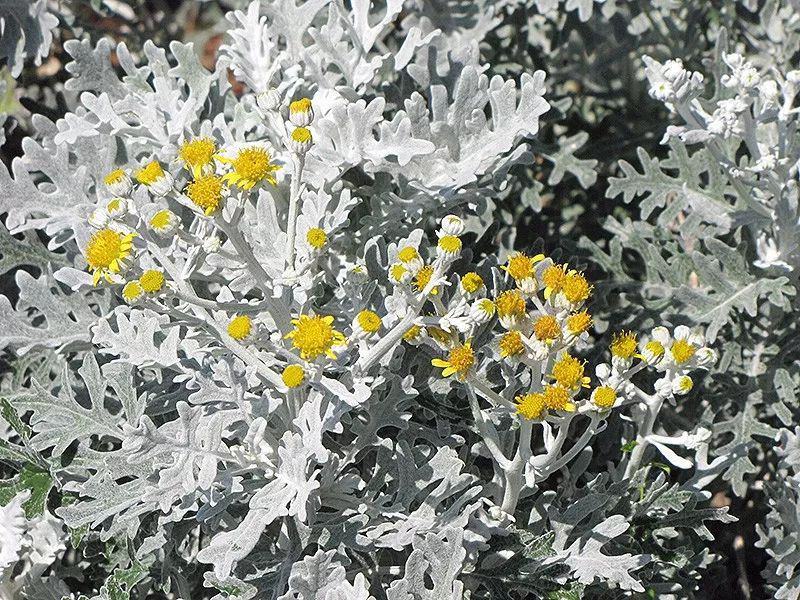 银叶菊盆栽芙蓉菊绿植花苗客厅室内办公室观叶植物净化空气