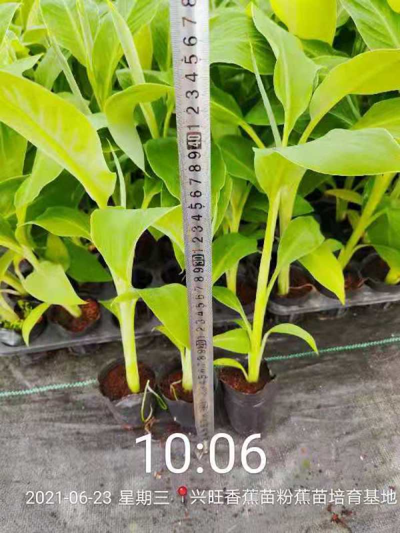 香蕉种苗，西贡粉蕉苗，芭蕉种苗，桂蕉6号香蕉苗，巴西香蕉