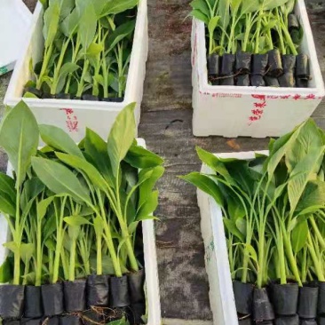 香蕉种苗，西贡粉蕉苗，芭蕉种苗，桂蕉6号香蕉苗，巴西香蕉
