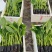 香蕉种苗，西贡粉蕉苗，芭蕉种苗，桂蕉6号香蕉苗，巴西香蕉