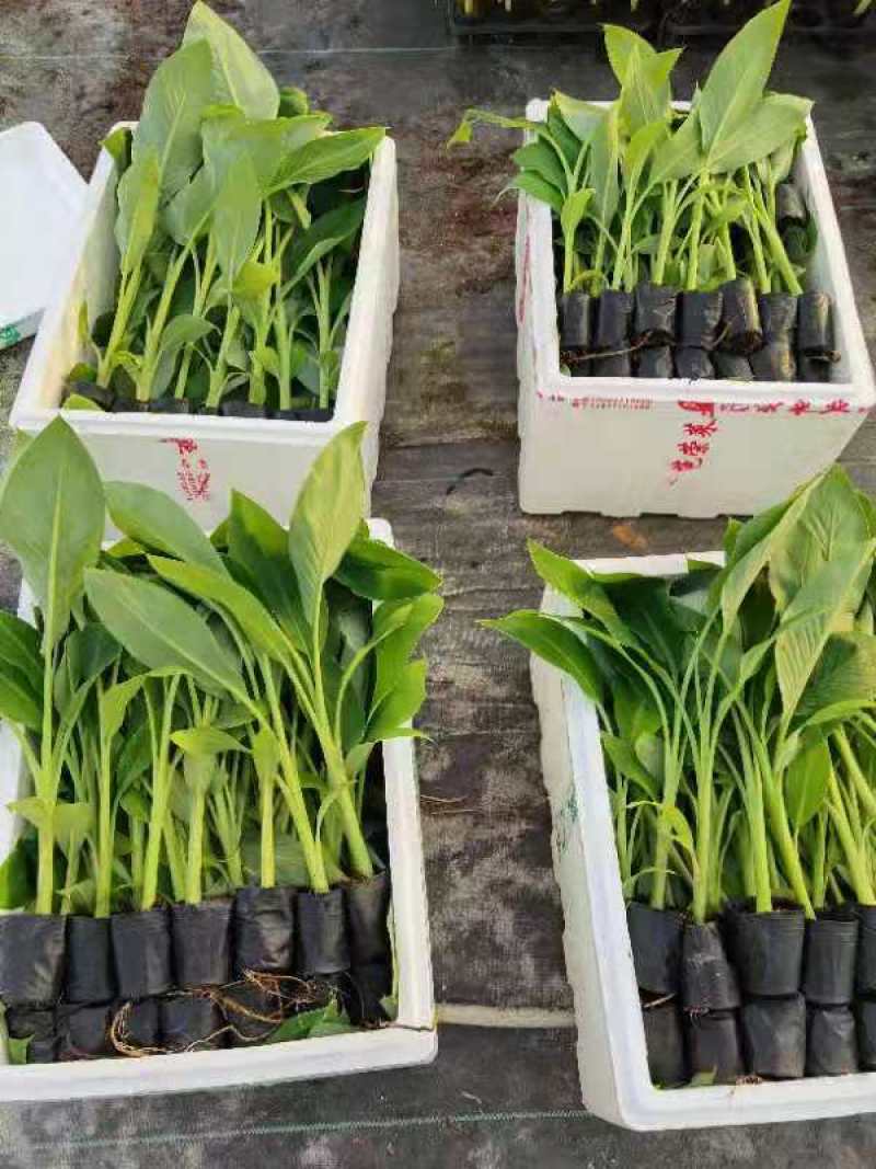 香蕉种苗，西贡粉蕉苗，芭蕉种苗，桂蕉6号香蕉苗，巴西香蕉