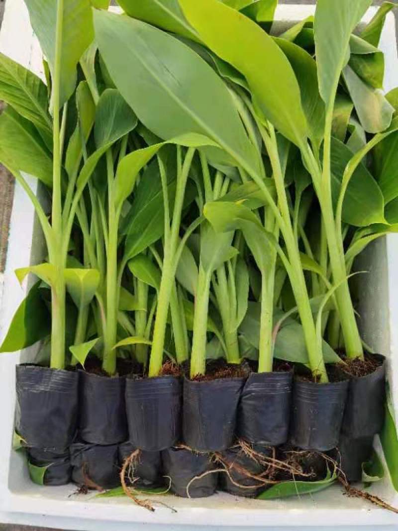 香蕉种苗，西贡粉蕉苗，芭蕉种苗，桂蕉6号香蕉苗，巴西香蕉