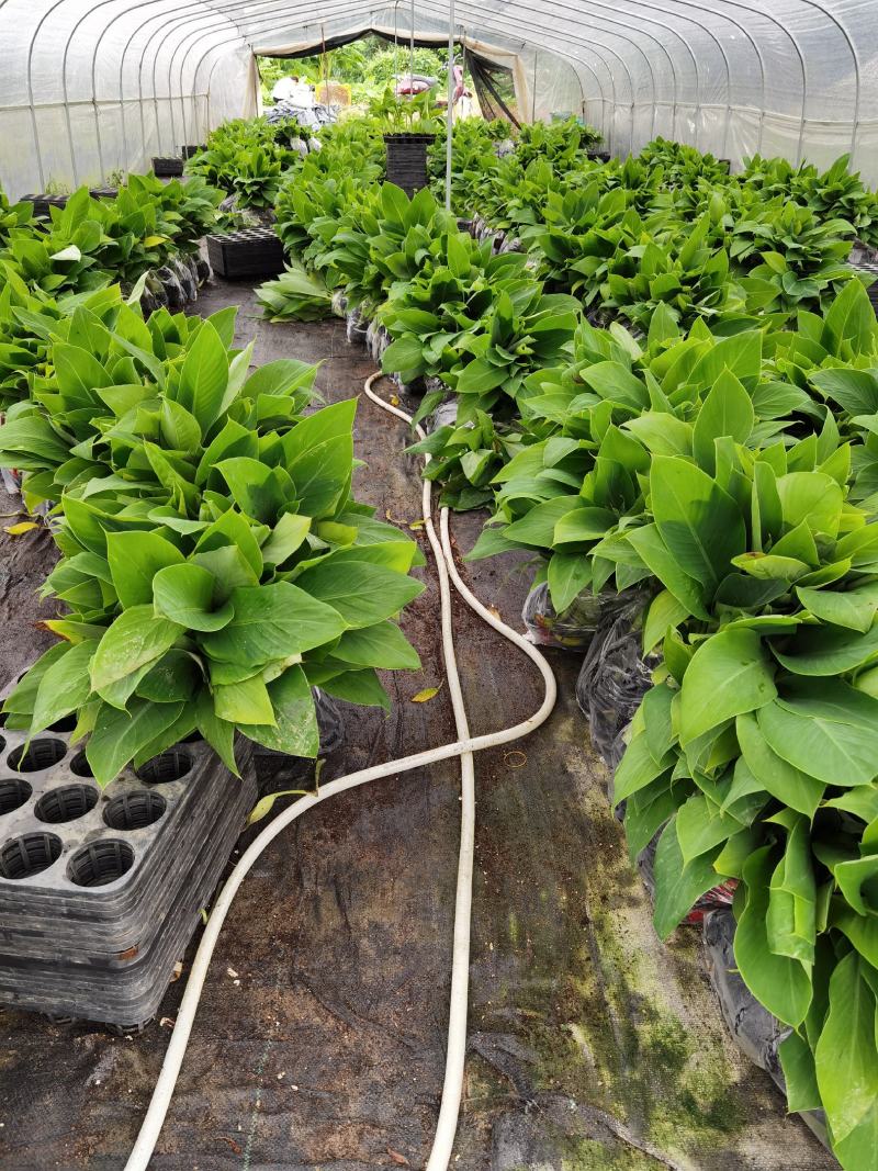 香蕉种苗，西贡粉蕉苗，芭蕉种苗，桂蕉6号香蕉苗，巴西香蕉