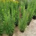 花镜植物蛇鞭菊盆栽大苗庭院阳台多年生四季草本花卉耐寒