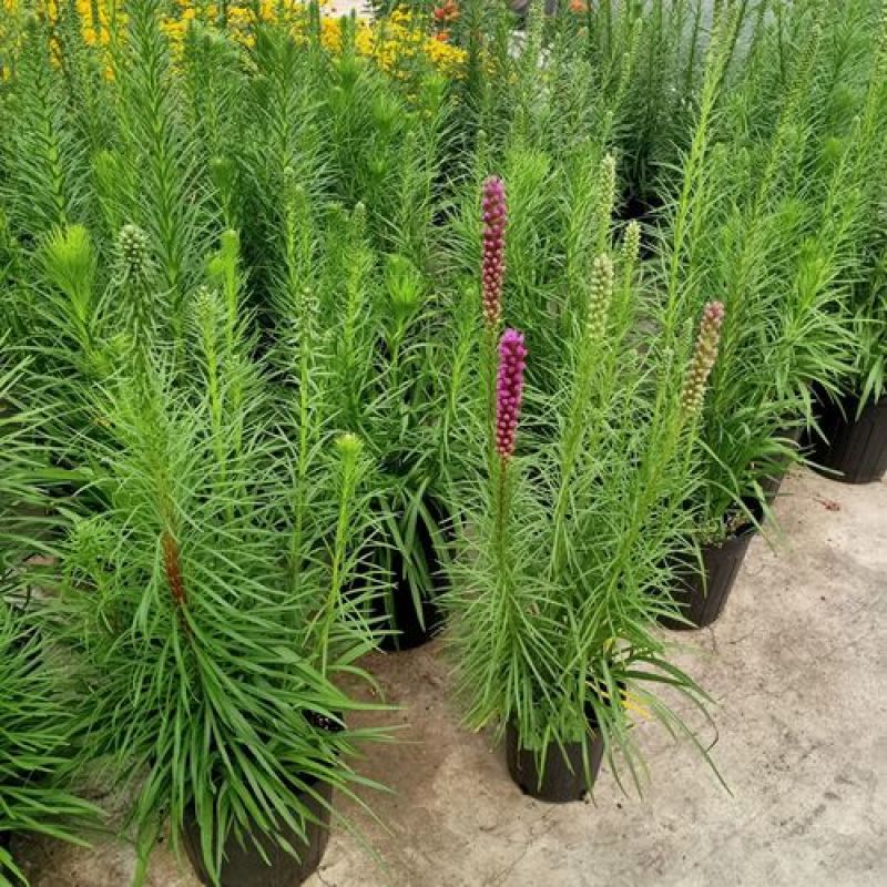 花镜植物蛇鞭菊盆栽大苗庭院阳台多年生四季草本花卉耐寒