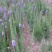 花镜植物蛇鞭菊盆栽大苗庭院阳台多年生四季草本花卉耐寒