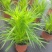 花镜植物蛇鞭菊盆栽大苗庭院阳台多年生四季草本花卉耐寒