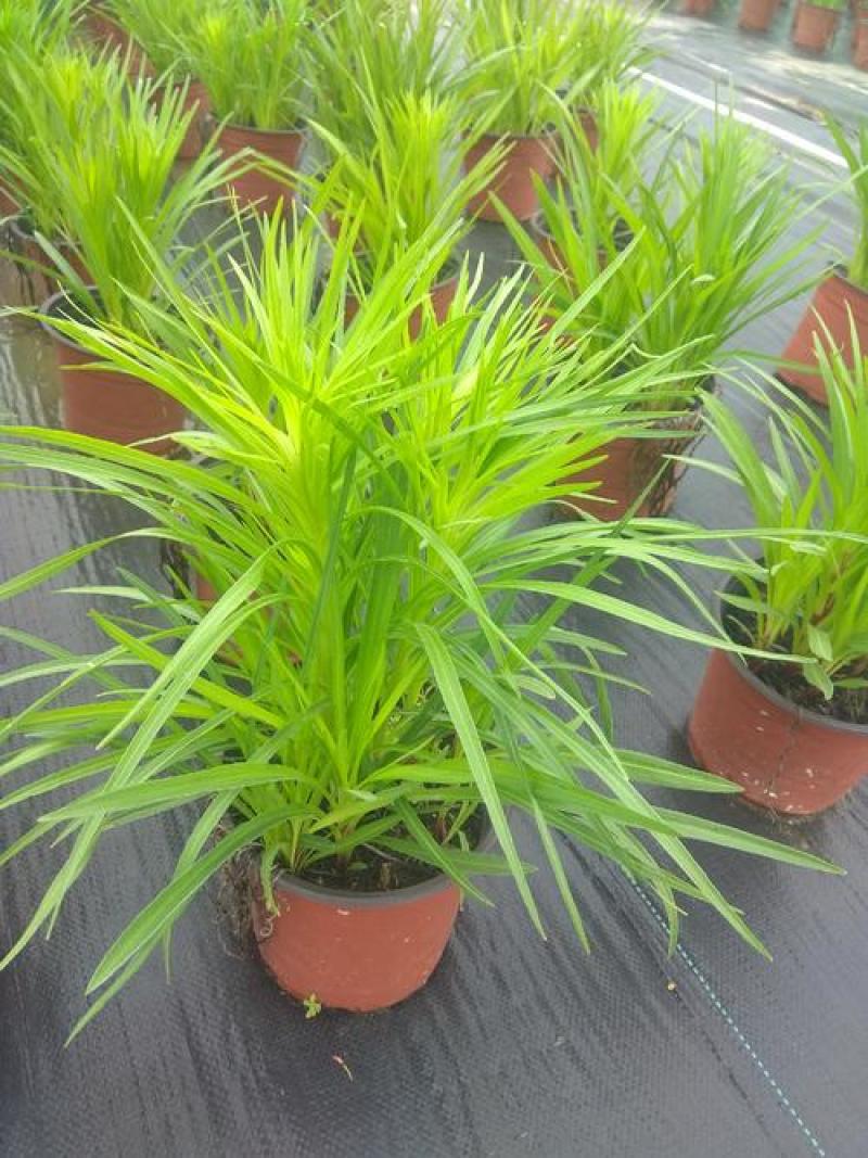 花镜植物蛇鞭菊盆栽大苗庭院阳台多年生四季草本花卉耐寒