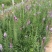 花镜植物蛇鞭菊盆栽大苗庭院阳台多年生四季草本花卉耐寒