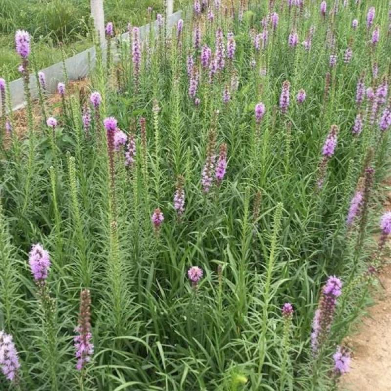 花镜植物蛇鞭菊盆栽大苗庭院阳台多年生四季草本花卉耐寒