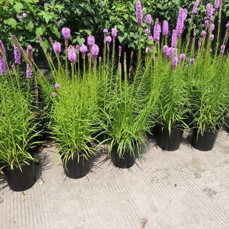 花镜植物蛇鞭菊盆栽大苗庭院阳台多年生四季草本花卉耐寒