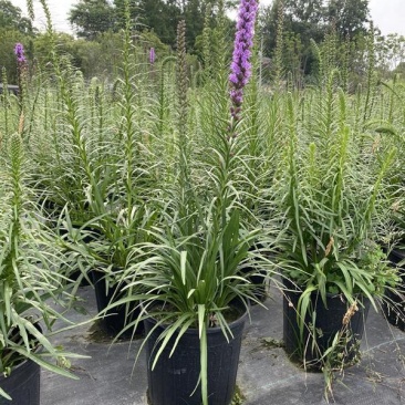 花镜植物蛇鞭菊盆栽大苗庭院阳台多年生四季草本花卉耐寒