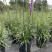 花镜植物蛇鞭菊盆栽大苗庭院阳台多年生四季草本花卉耐寒