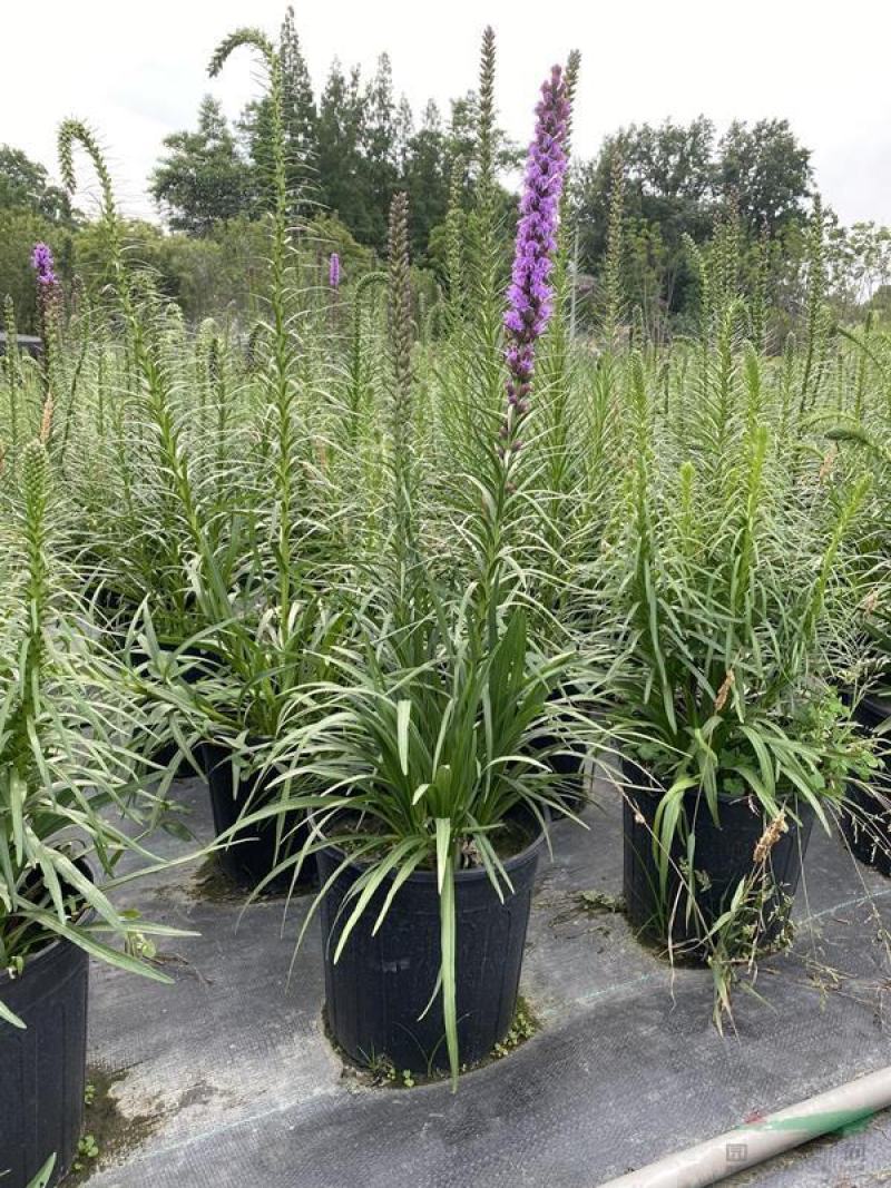 花镜植物蛇鞭菊盆栽大苗庭院阳台多年生四季草本花卉耐寒