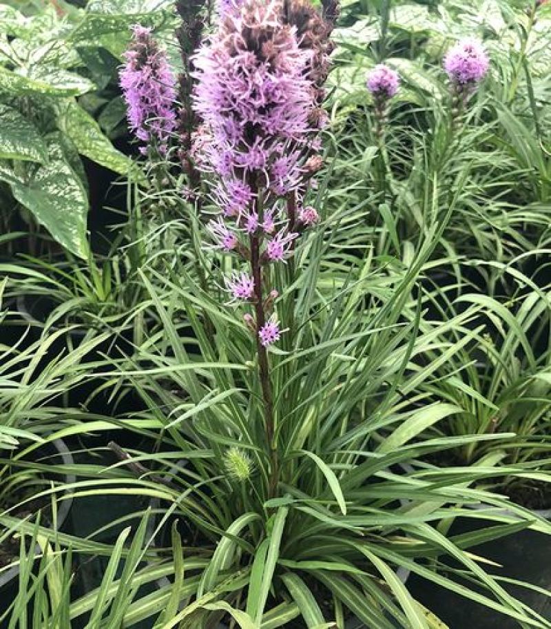 花镜植物蛇鞭菊盆栽大苗庭院阳台多年生四季草本花卉耐寒