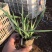 马兰花盆栽马兰花苗绿化苗马蔺花马兰花苗马莲香蒲苗
