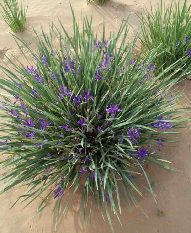 马兰花盆栽马兰花苗绿化苗马蔺花马兰花苗马莲香蒲苗