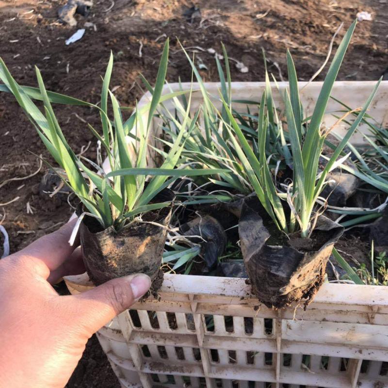 马兰花盆栽马兰花苗绿化苗马蔺花马兰花苗马莲香蒲苗