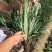 马兰花盆栽马兰花苗绿化苗马蔺花马兰花苗马莲香蒲苗