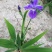 马兰花盆栽马兰花苗绿化苗马蔺花马兰花苗马莲香蒲苗