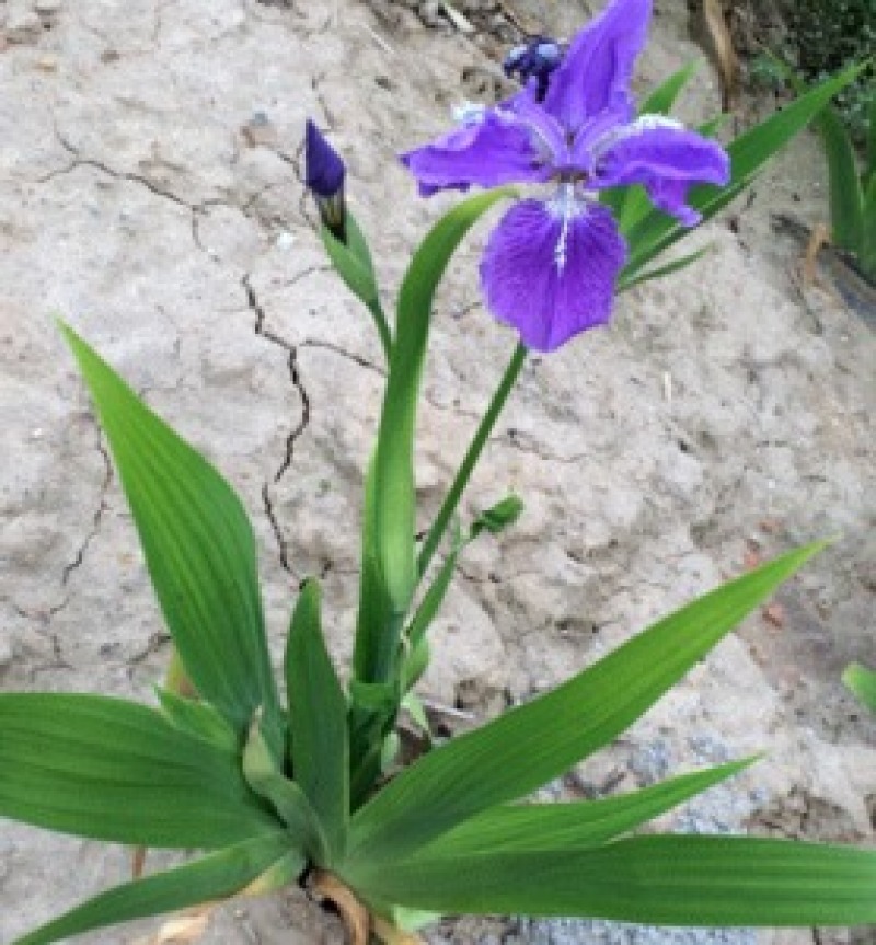 马兰花盆栽马兰花苗绿化苗马蔺花马兰花苗马莲香蒲苗