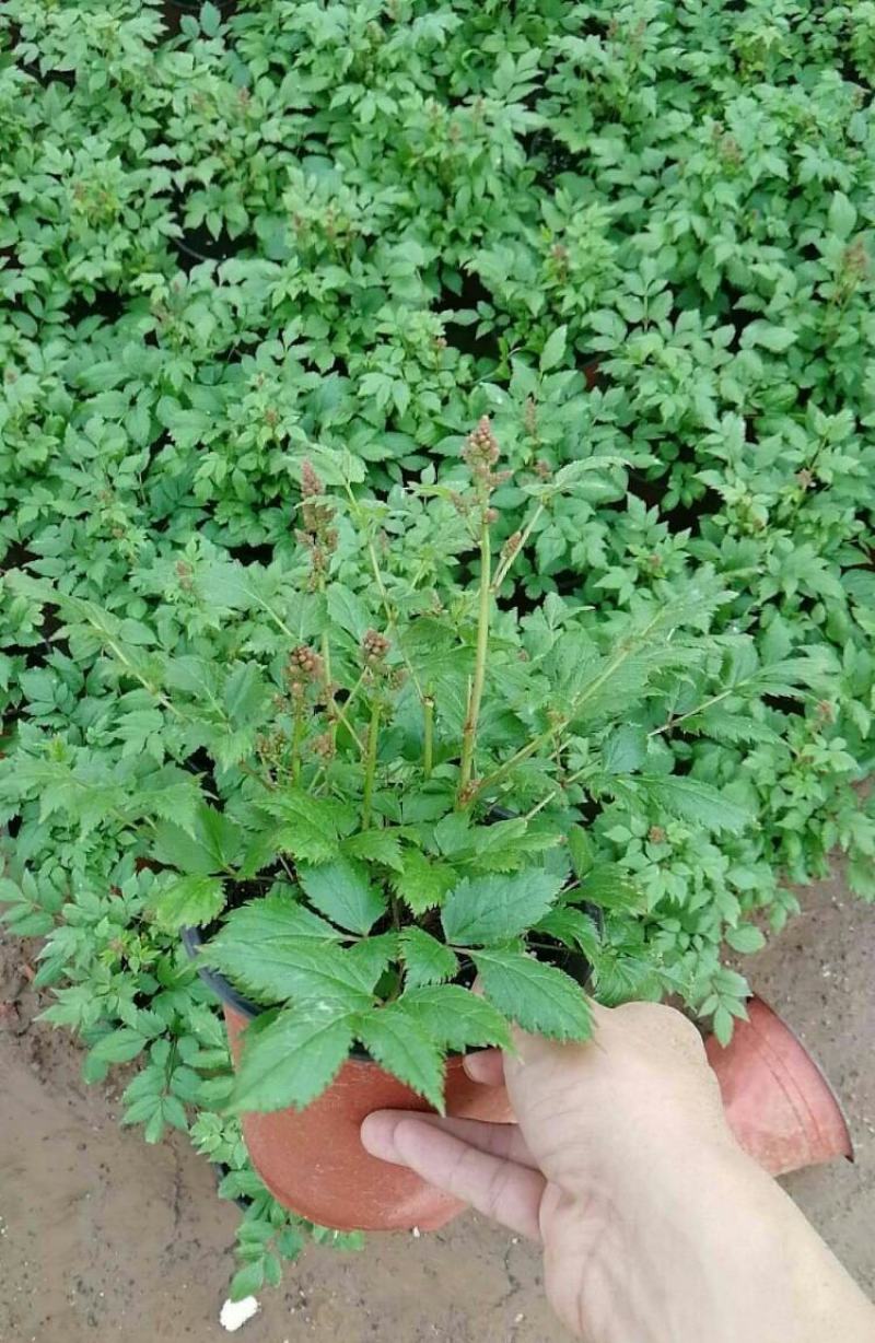 落新妇盆栽带花阳台花园多年生宿根耐阴花卉络新妇大苗
