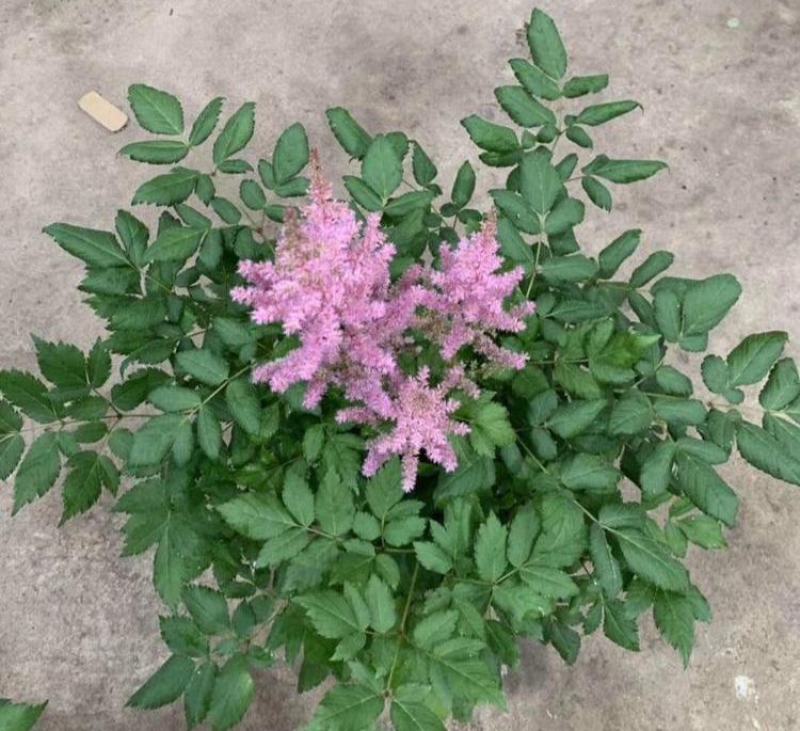 落新妇盆栽带花阳台花园多年生宿根耐阴花卉络新妇大苗