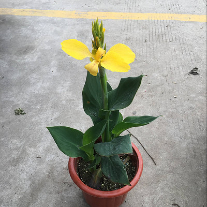 耐热美人蕉盆栽庭院花园造景花卉花叶美人焦多年生宿根花卉
