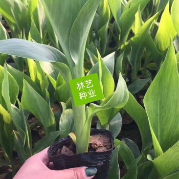 耐热美人蕉盆栽庭院花园造景花卉花叶美人焦多年生宿根花卉