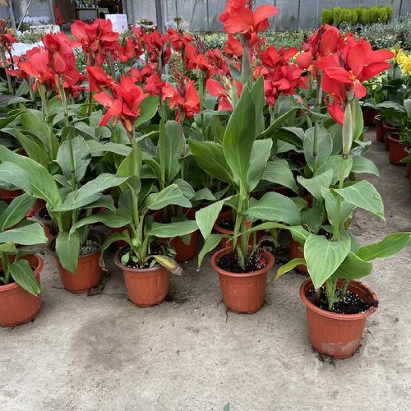 耐热美人蕉盆栽庭院花园造景花卉花叶美人焦多年生宿根花卉