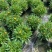 鬼针草盆栽带花阳台庭院耐寒花卉多年生耐热宿根植物一盆