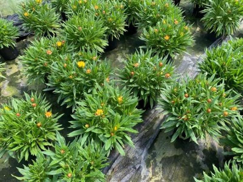 鬼针草盆栽带花阳台庭院耐寒花卉多年生耐热宿根植物一盆