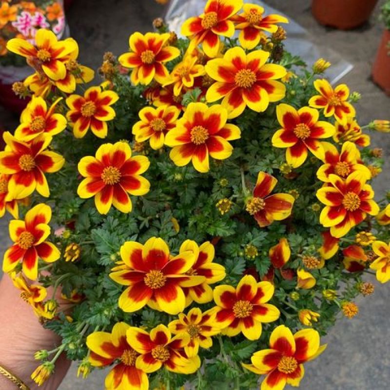 鬼针草盆栽带花阳台庭院耐寒花卉多年生耐热宿根植物一盆