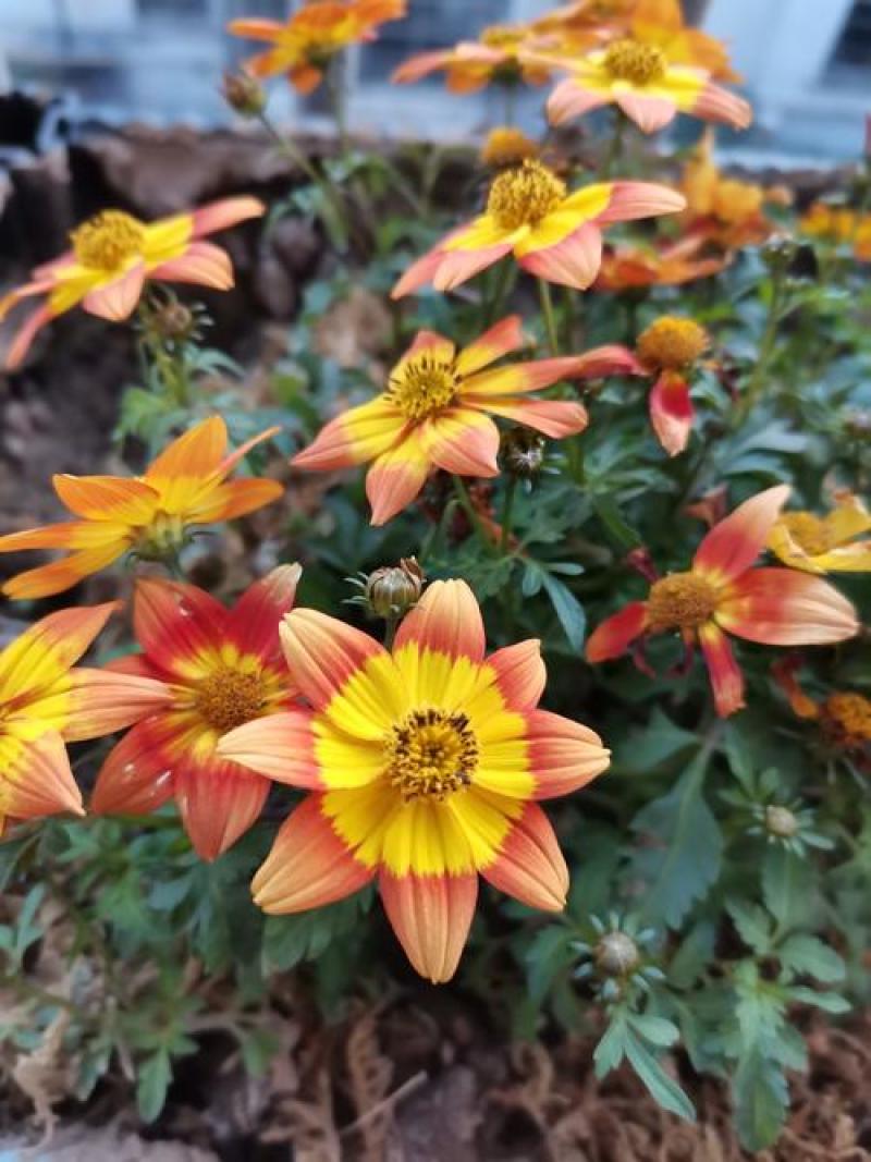 鬼针草盆栽带花阳台庭院耐寒花卉多年生耐热宿根植物一盆